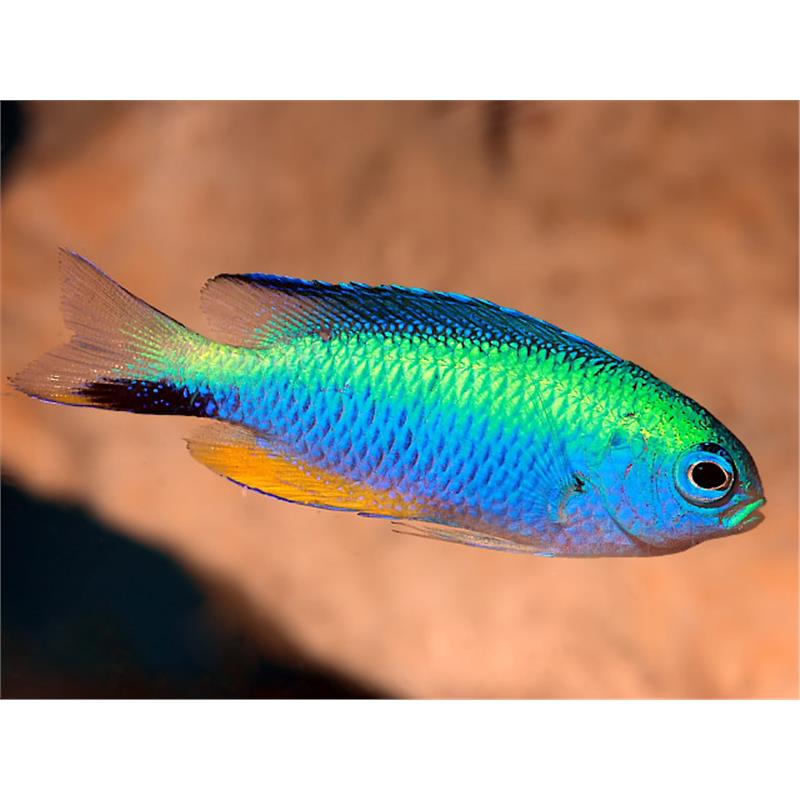 Neon Damselfish (Pomacentrus alleni) - imagine 4